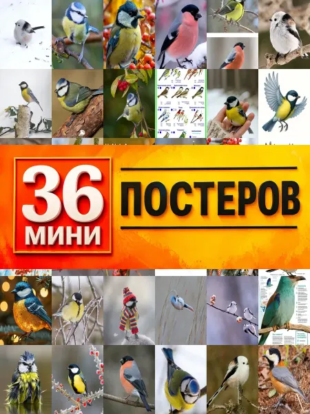 KONOV Минипостеры 36 шт птицы россии синица