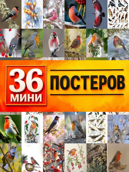 KONOV Минипостеры 36 шт птицы россии малиновка