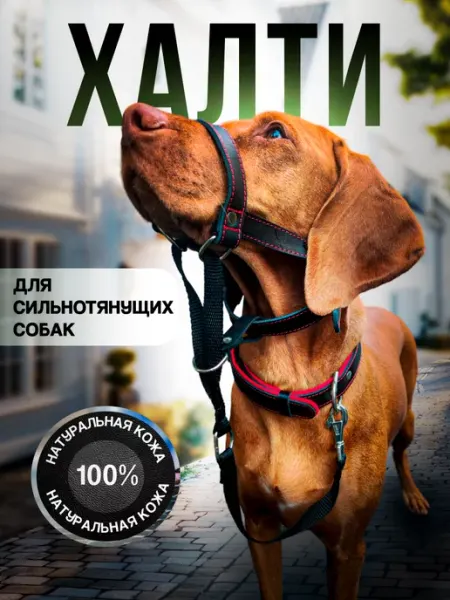 Недоуздок для собак. Халти Усатый мир