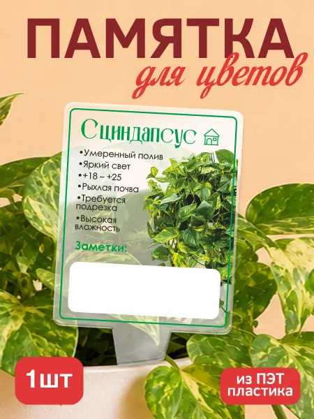 KRASNIKOVA Памятка по уходу за цветами Сциндапсус