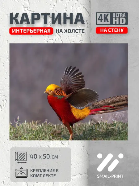 Jz Like Картина Рыбы и Птицы природа птица крылья травка фазан