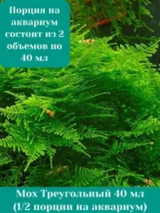 Мох треугольный (triangle moss) живое аквариумное растение