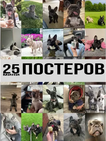 StickerHouse Natali Pank постеры Французский бульдог Карточки