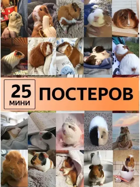 Pank.serg постеры Карточки детям морские свинки