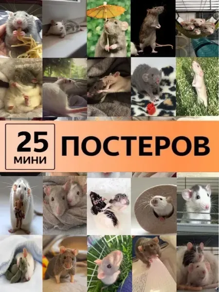 Pank.serg постеры Карточки с животными крысы крыски