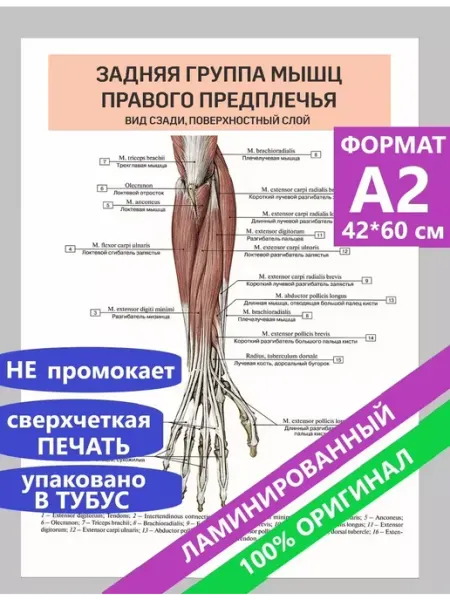 Pank.serg Постеры А2 по анатомии Задняя группа мышц правого предплечья