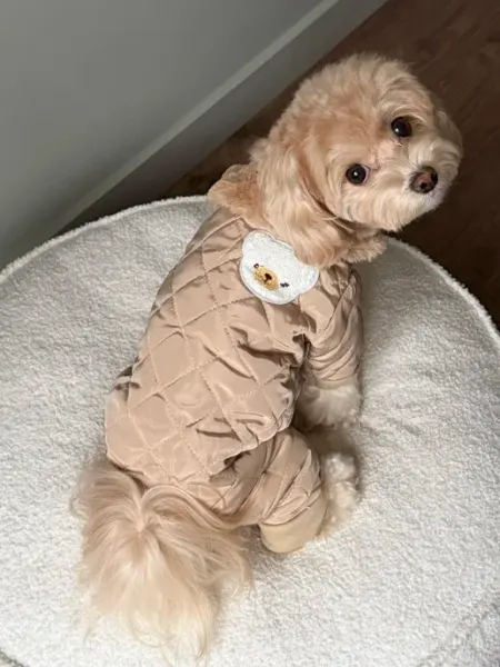 Pawsy Комбинезон для собаки, одежда для собак кошек мелких пород