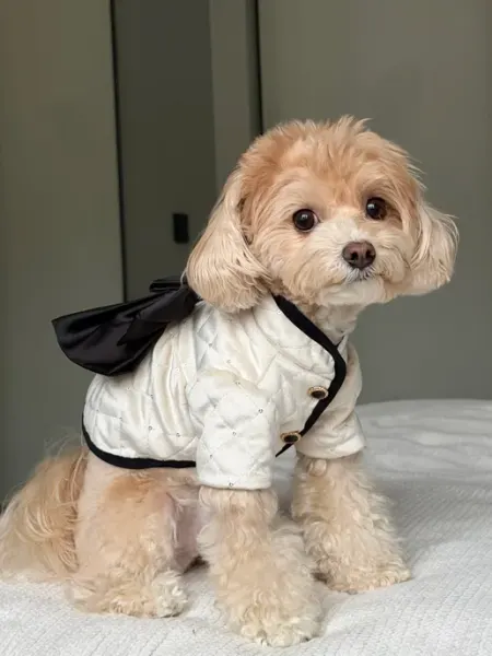 Pawsy Одежда для собак мелких и средних пород, куртка для собак