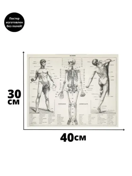 POSTERS.RU Постер скелет анатомия человек