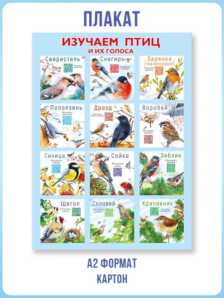 Posters X Обучающий плакат для изучения птиц для детского сада и школы