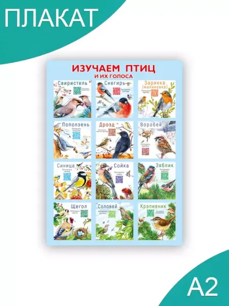 Posters X Обучающий детский плакат Птицы А2
