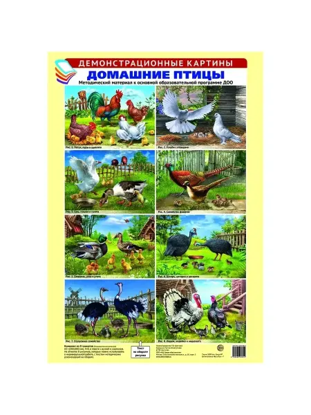 Posters X Демонстрационные картины А3 Домашние птицы