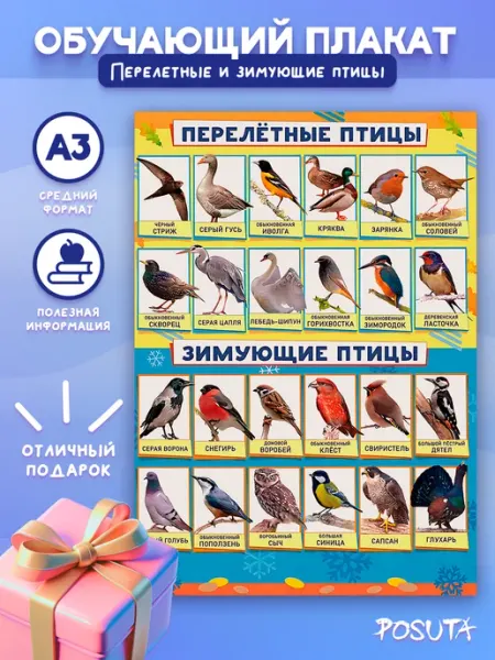 Posuta Плакат обучающий для детей Перелетные и зимующие птицы