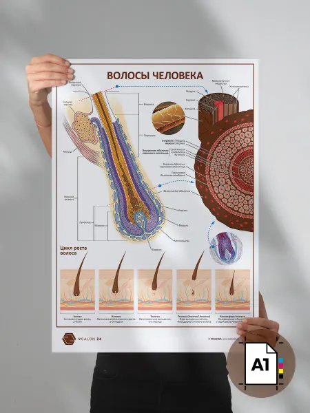 VSALON24 Плакат Волосы человека в кабинет косметолога формат А1