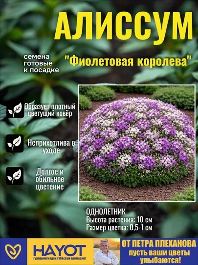 Семена алиссум от Петра Плеханова: Снежный ковер,Фиолетовая королева,Золотая россыпь, Микс