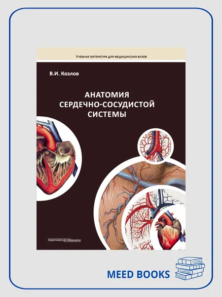 Анатомия сердечно-сосудистой системы