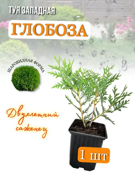 Туя Глобоза, 1 штука, р9