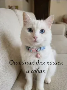 Ошейник для кошек декоративный