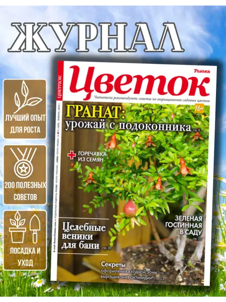 Цветок журнал о садовых цветах №1.Как вырастить гранат дома