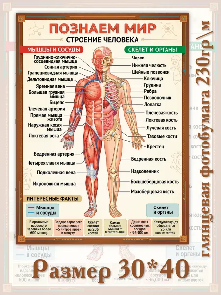 Постер 30*40 Познаем мир Строение человека