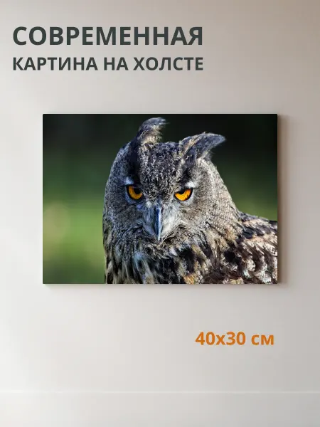 DZiVA Картина на холсте Сова 40x30 см