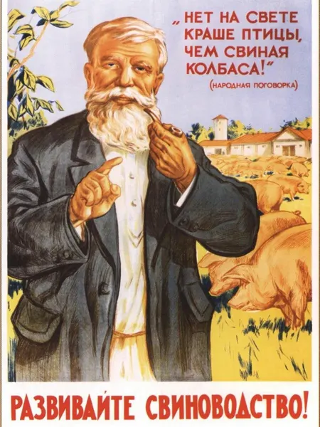 Ретро СССР плакат (40х50 см). Развивайте свиноводство!