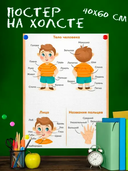High School Обучающий плакат для школы Тело человека 40х60 см