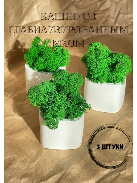 Романтика уюта Гипсовое кашпо со стабилизированным мхом 3 штуки