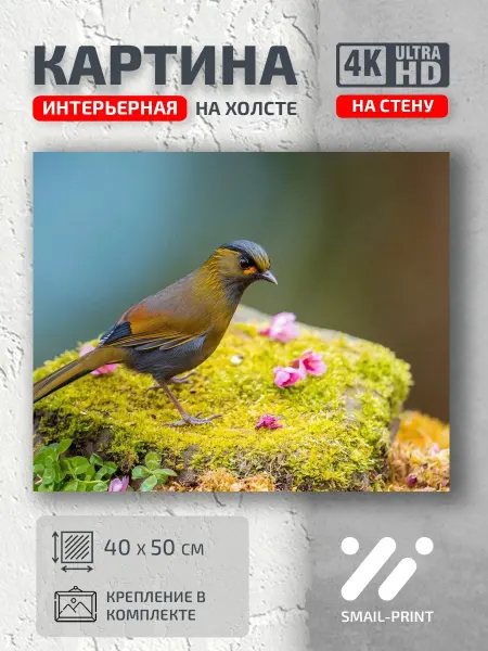 Jz Like Картина Животные природа птица animals bird