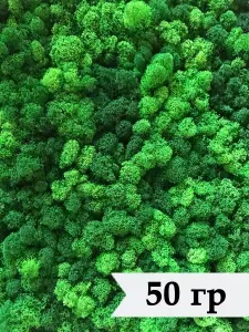 Стабилизированный мох ягель 50 гр зеленый / мох ягель для декора, дизайна и озеленения интерьера / флористический мох, сухоцвет для творчества, поделок сделай сам / лесной, природный мох