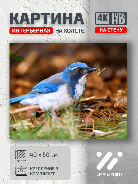 Jz Like Картина на стену Животные птичка макро bird macro