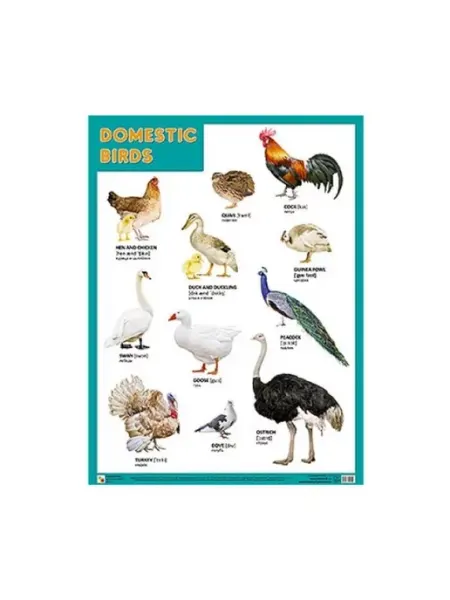 Мозаика-Синтез Плакаты Domestic Birds, Домашние птицы