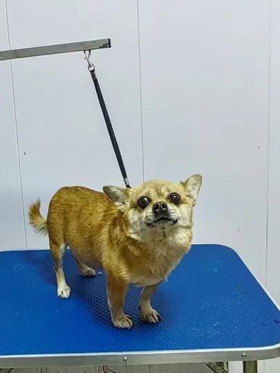 Держатель на присоске, для купания домашних кошек и собак