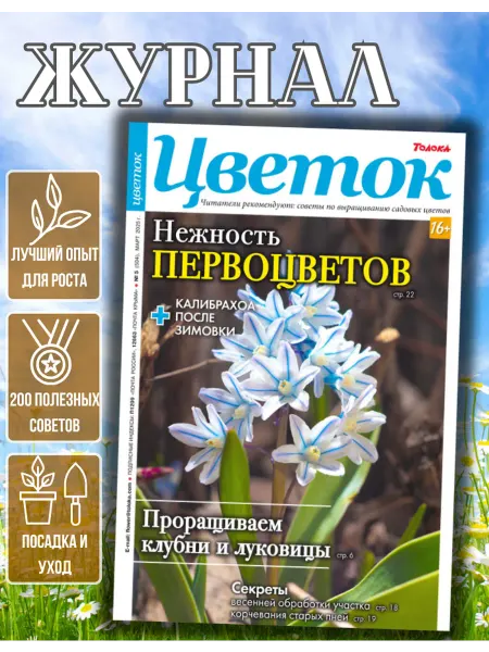 Цветок журнал о садовых цветах №5.Первоцветы как прорастить клубни