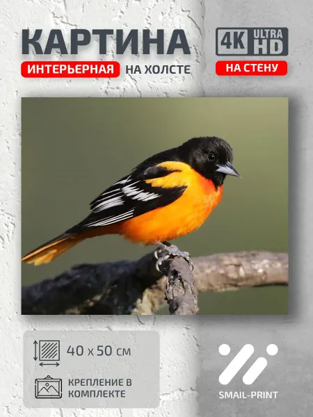 Jz Like Картина Животные природа птица животное ветка иволга