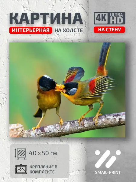Jz Like Картина на стену Животные птицы ветке