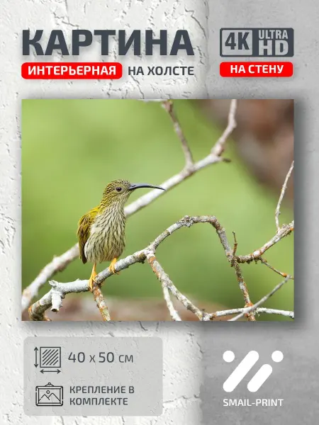 Jz Like Картина на стену Животные природа птица ветки животное