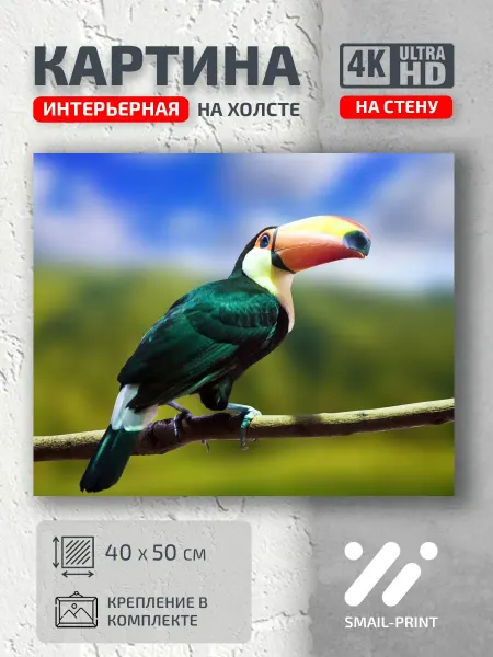 Jz Like Картина на стену Животные природа птица животное тукан
