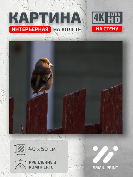 Jz Like Картина на стену Животные птичка забор