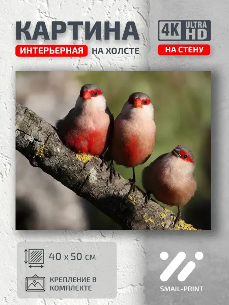 Jz Like Картина на стену Животные интересные птички