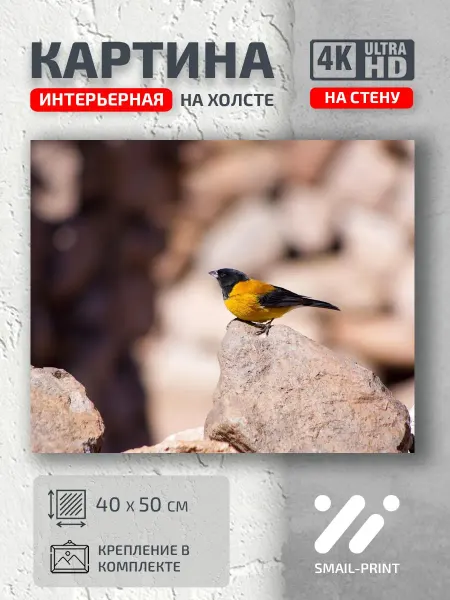 Jz Like Картина на стену Животные природа птица камни