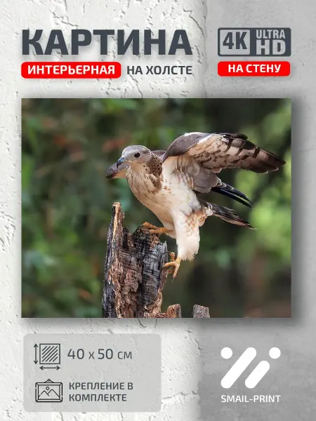 Jz Like Картина на стену Животные птица лес кора