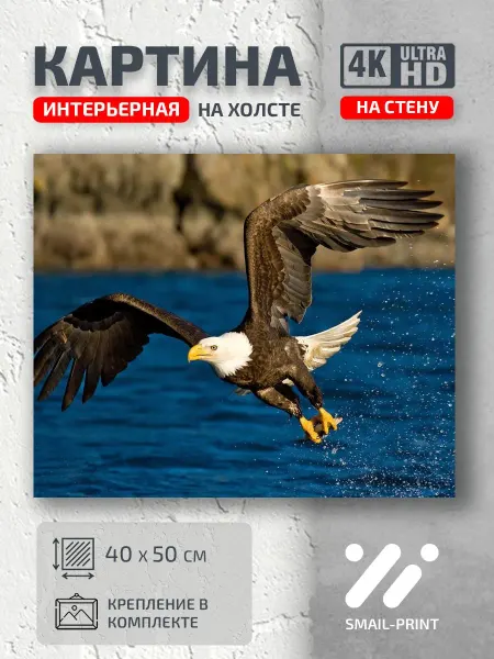 Jz Like Картина на стену Животные природа море птицы орел