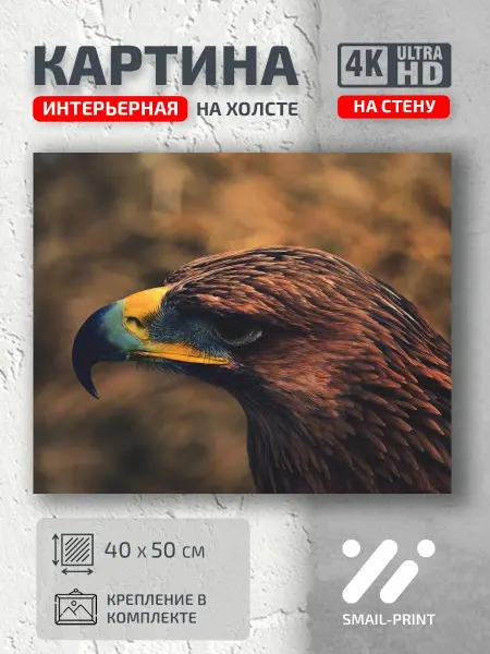 Jz Like Картина на стену Животные природа птицы орел