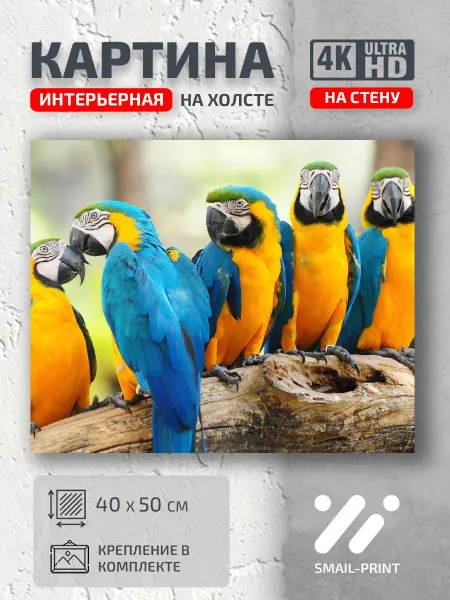 Jz Like Картина на стену Животные природа попугаи птицы