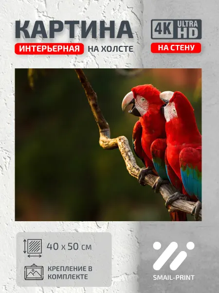 Jz Like Картина на стену Животные попугаи