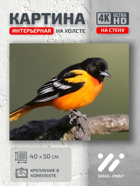 Jz Like Картина на стену Животные природа птица