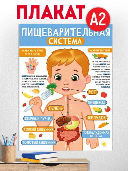 ТМ Империя поздравлений плакат обучающий пищеварительная система детский