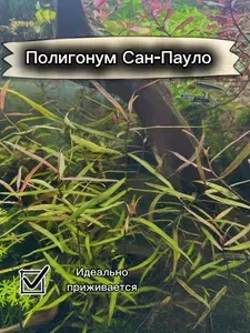 Аквариумное растение Полигонум Сан-Пауло (Polygonum sp. "Sao Paulo") , живое аквариумное растение