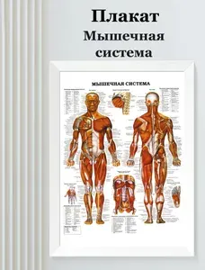 Плакат наглядное пособие медицинский Мышечная система